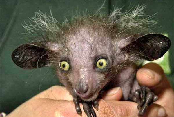 Фото: 6 фактов об Ай-Ай ручном порезе - животном, имя которого запрещено произносить №3 - BigPicture.ru