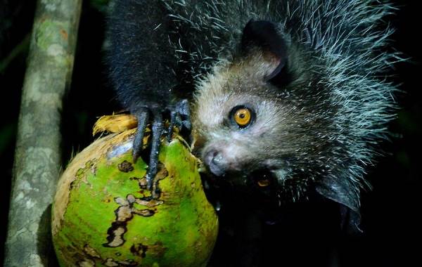 Фото: 6 фактов о ручной стрижке Ай-Ай — животном, имя которого запрещено произносить №4 — BigPicture.ru