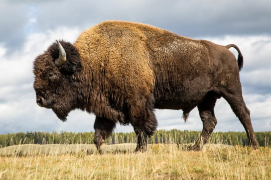 Как выглядит бизон
