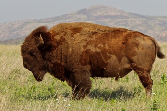 Фото бизона