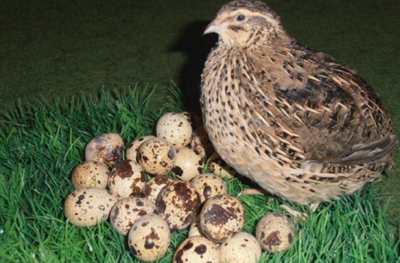 Перепел сидит на траве возле яиц