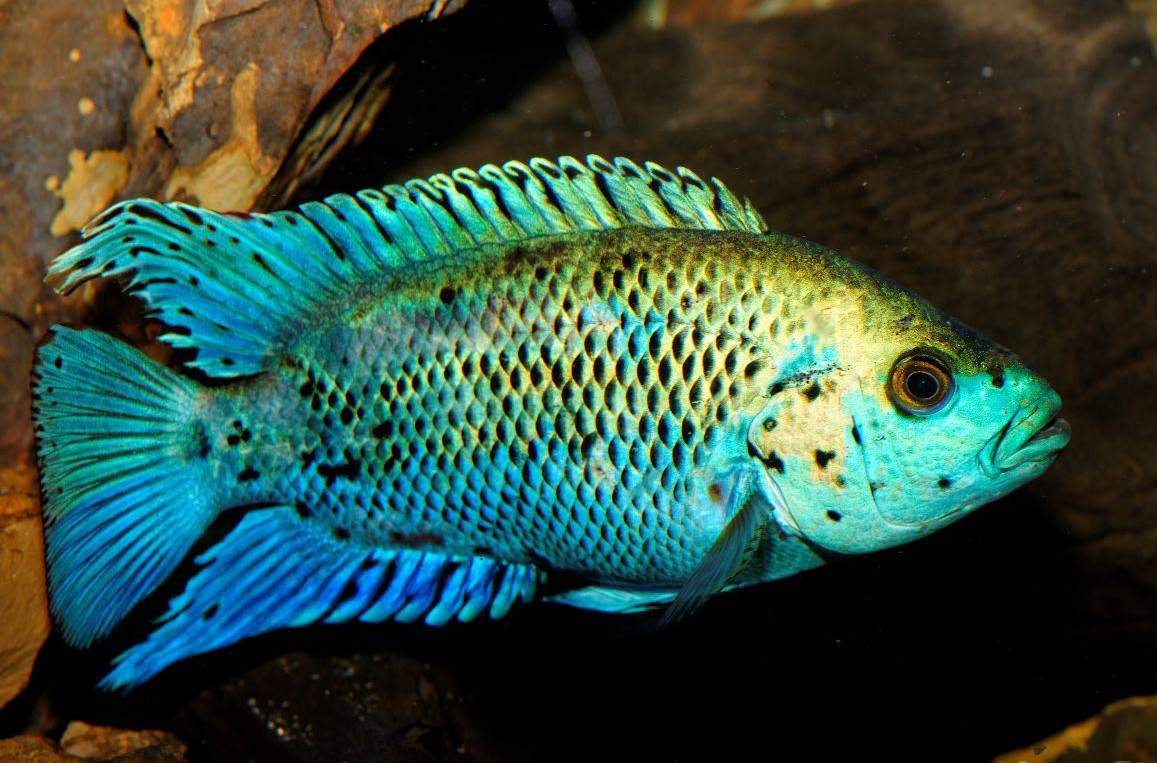 Рейтинг самых красивых рыбок с названиями и фото