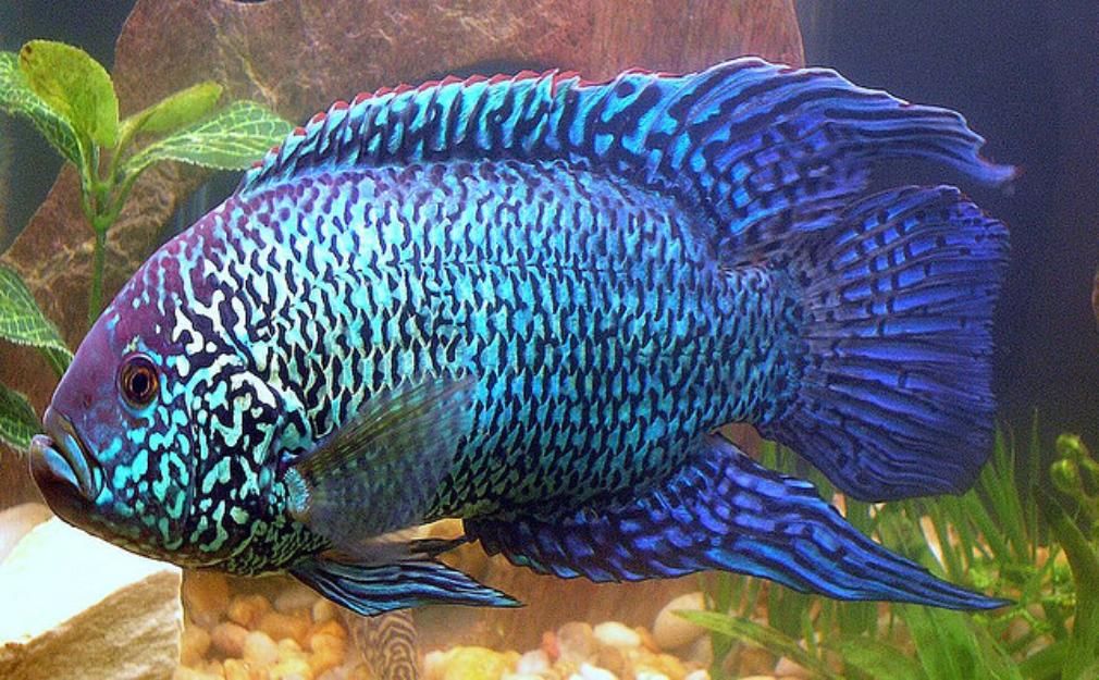 Рейтинг самых красивых рыбок с названиями и фото