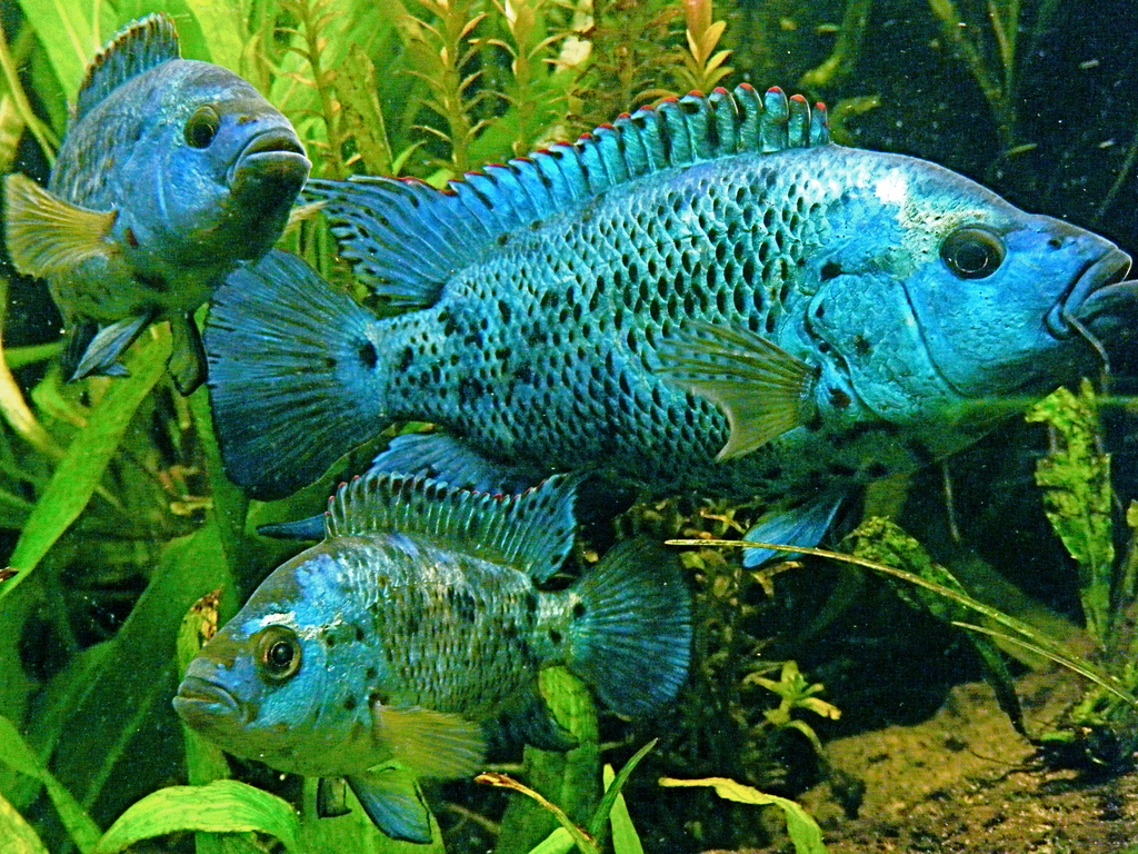 Рейтинг самых красивых рыбок с названиями и фото