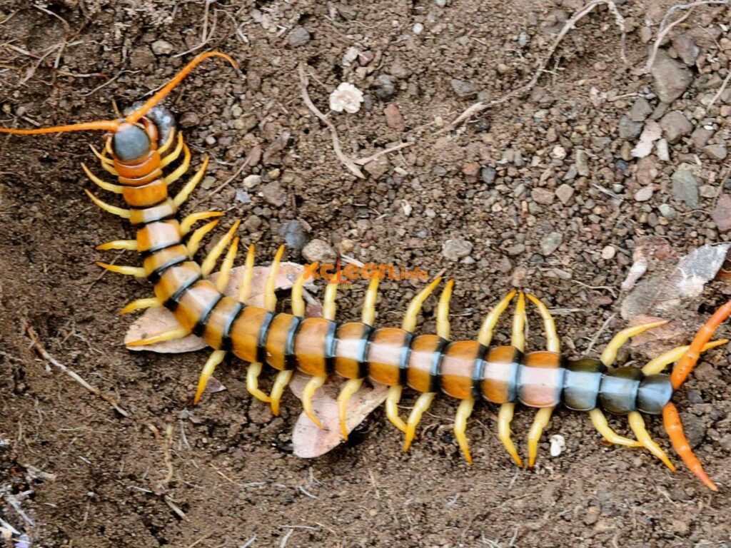 чем опасна сколопендра для человека