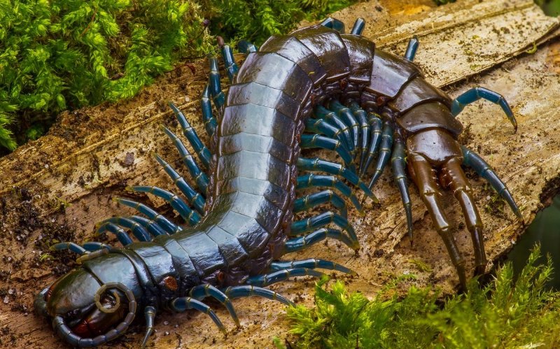 чем опасна скалапендрия