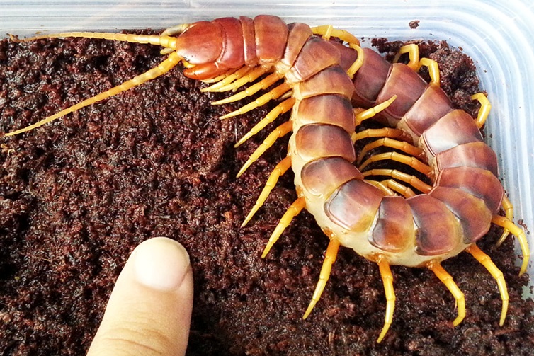 чем опасна скалапендрия