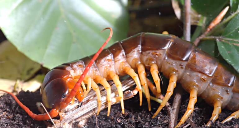 скалапендрийский дом