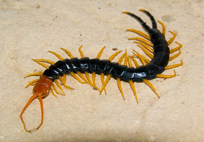 похож на многоножку