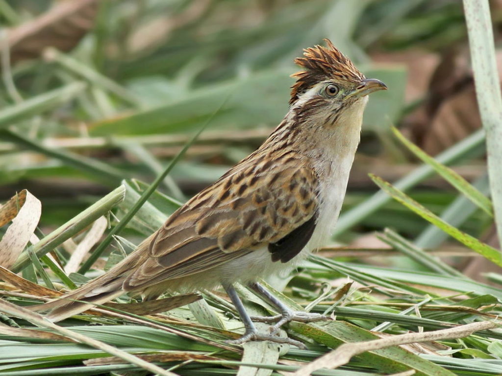 Кукушка четырехкрылая – ленивая. Конические невусы