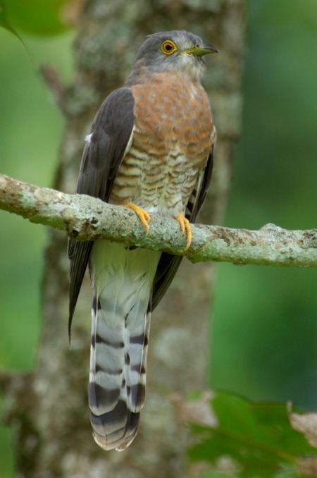 Индийский ястреб-тетеревятник — лат. Кукулус (Hierococcyx) varius