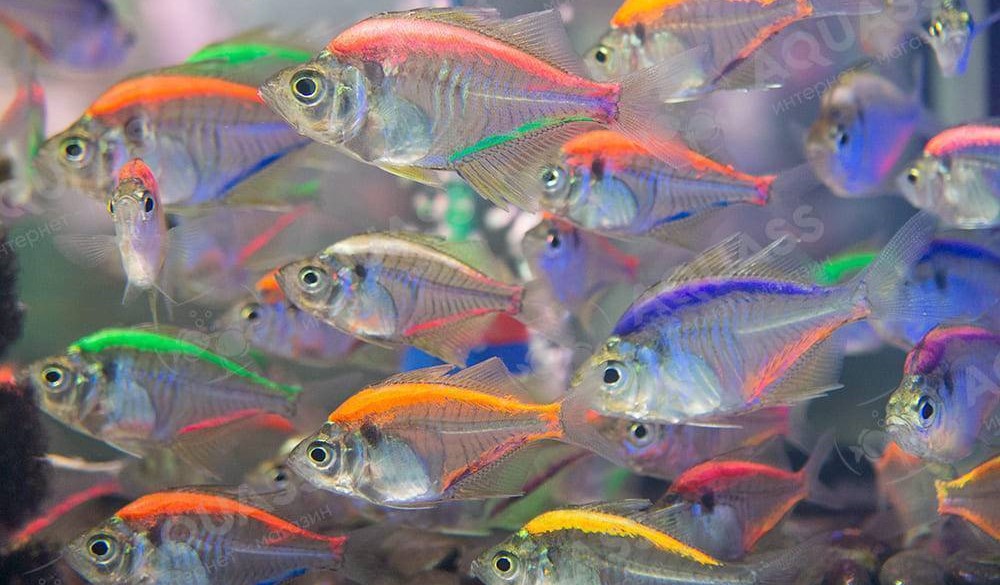 Рейтинг самых красивых рыбок с названиями и фото Рейтинг самых красивых рыбок с названиями и фото