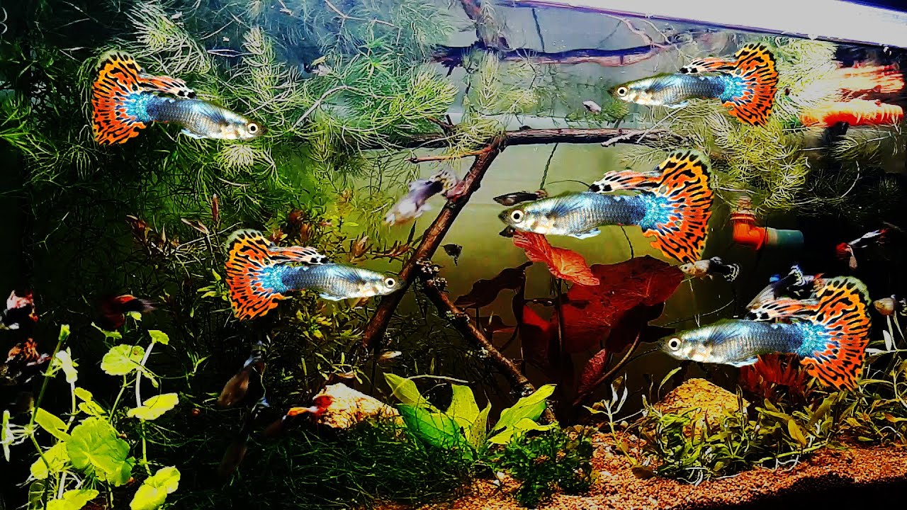 Рейтинг самых красивых рыбок с названиями и фото