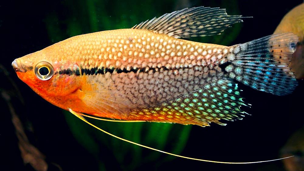 Рейтинг самых красивых рыбок с названиями и фото