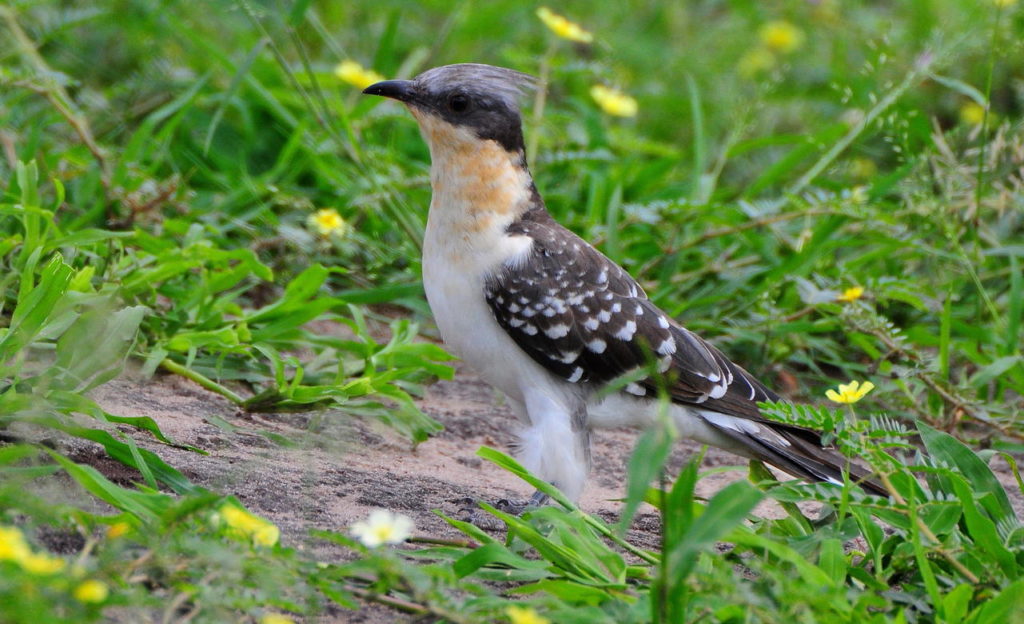 Верхняя кукушка – ленивая. Кламатор железистый