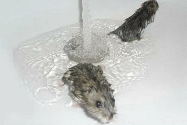 Купание хомяков