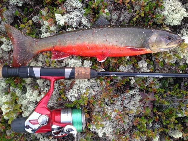 Форель — фото и описание, где обитает, как ловить и готовить