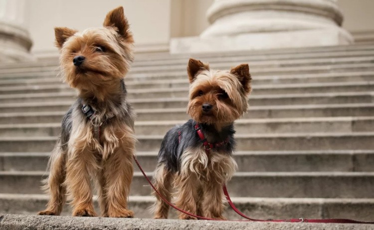 Дрессировка щенка йорка