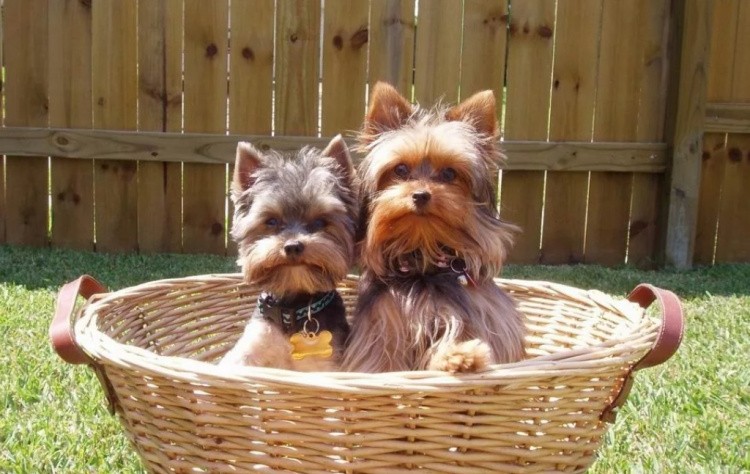 Забавные драки и агрессивность по отношению к чужим собакам