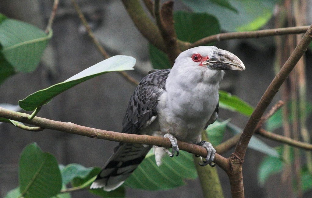 Птица Кукушка: описание, как выглядит, птенцы, приметы