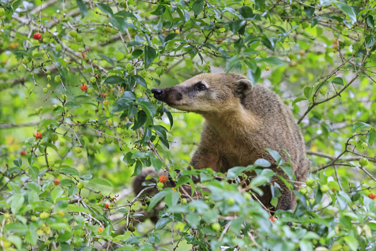 Носуха Носуха