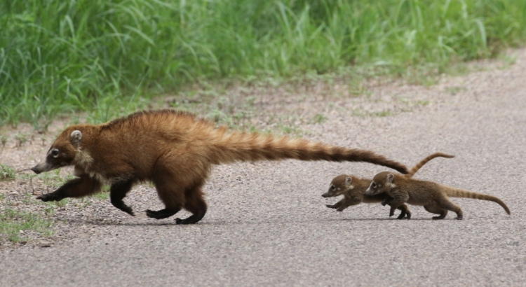 Носуха Носуха