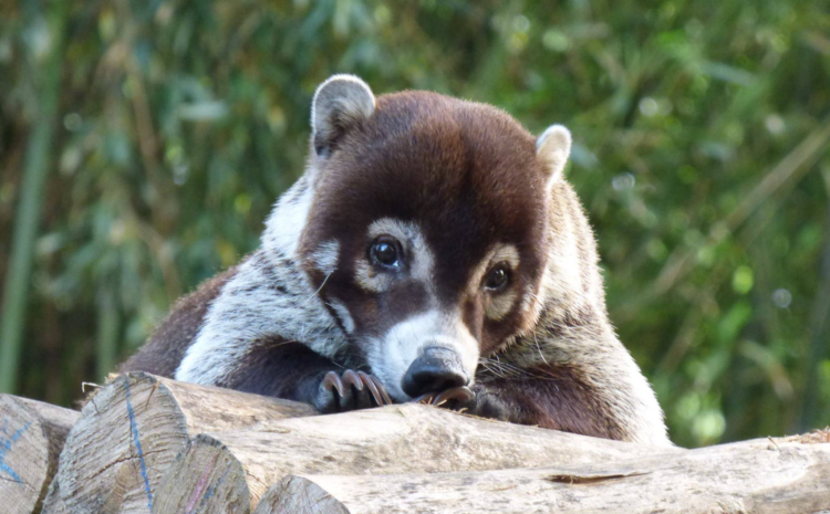 Носуха Носуха