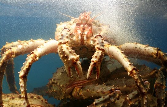 Hvordan spise Kamchatka krabbe Matlaging av Kamchatka-krabbe