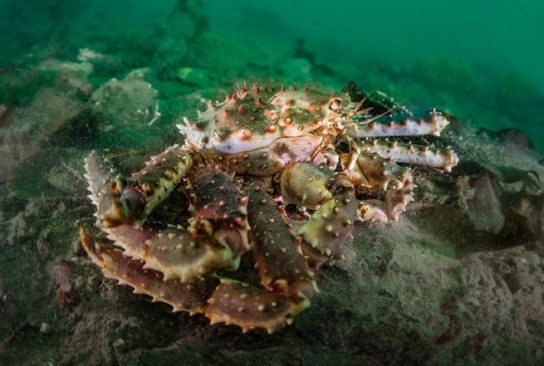 Skade fra Kamchatka-krabbe Kontraindikasjoner for Kamchatka krabbe