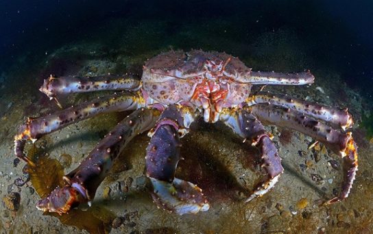 Utseende av Kamchatka-krabbe Hvordan ser Kamchatka-krabbe ut