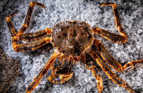 Utseende av Kamchatka-krabbe</pre Arter av Kamchatka-krabbe