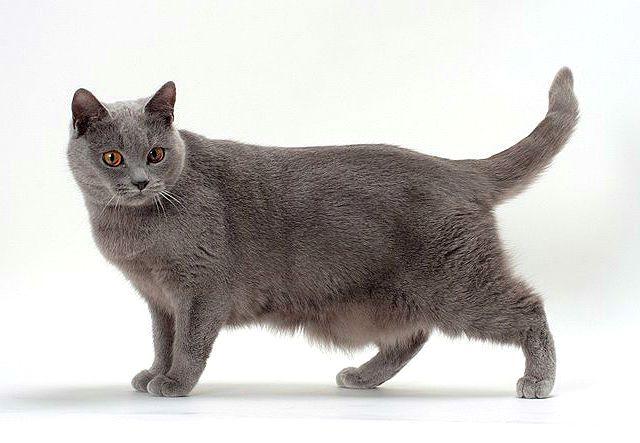 Самые редкие породы кошек (20 фото): в мире, описания с названиями, стоимость