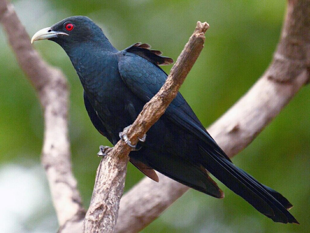 Коэль - Eudynamys scolopaceus