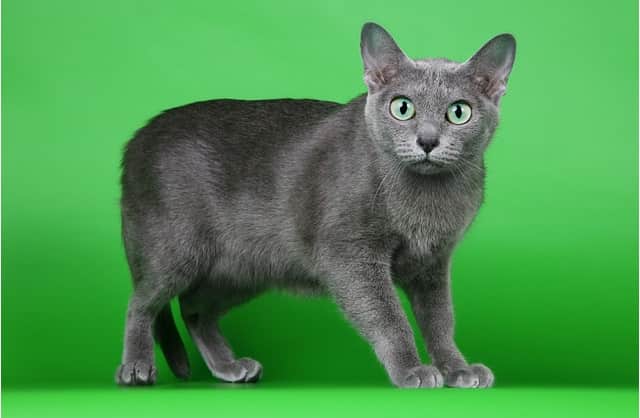 Самые редкие породы кошек (20 фото): в мире, описания с названиями, стоимость