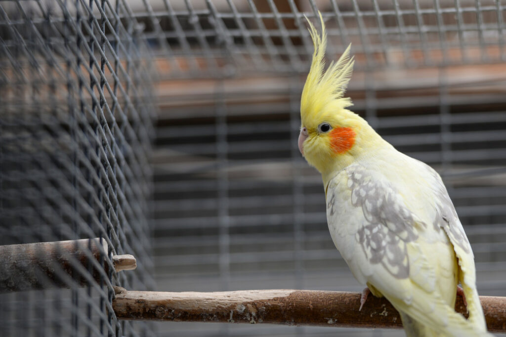 попугай с кисточкой на голове