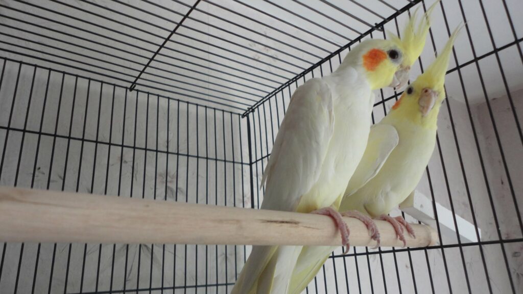 попугай с кисточкой на голове