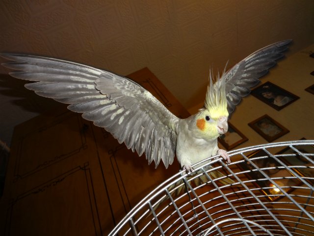 тает на корелле