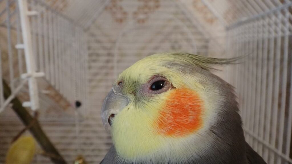 попугай с эмблемой