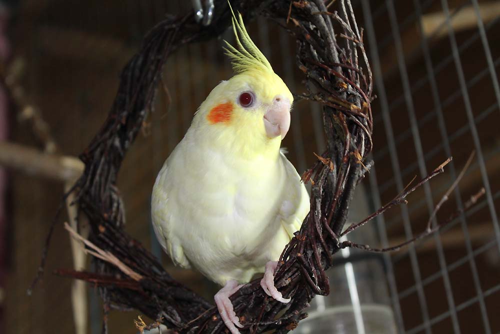 определить возраст кореллы