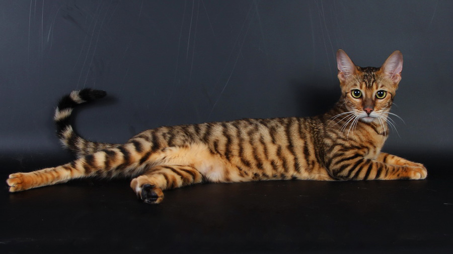 Самые редкие породы кошек (20 фото): в мире, описания с названиями, стоимость