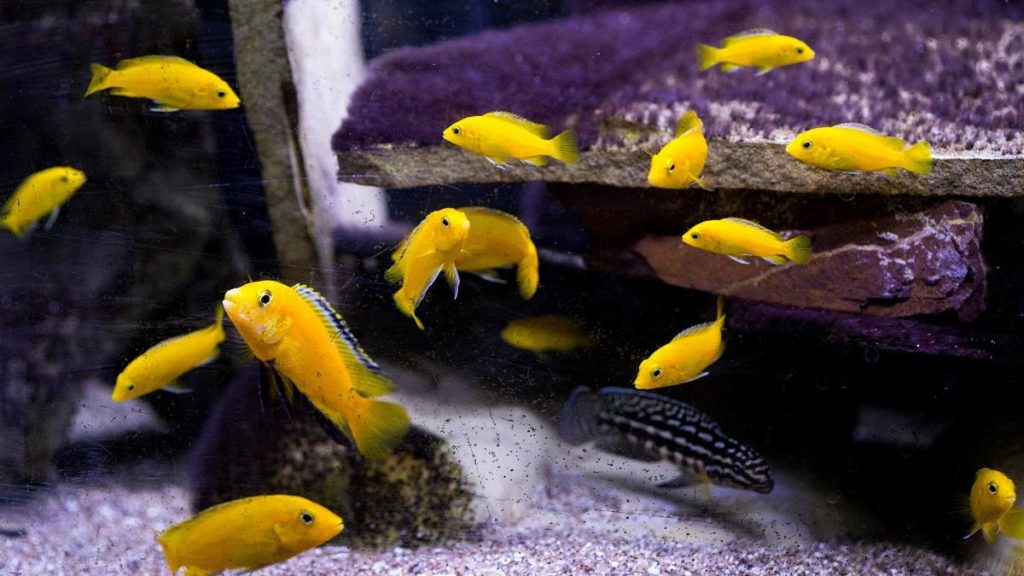 Рейтинг самых красивых рыбок с названиями и фото Рейтинг самых красивых рыбок с названиями и фото