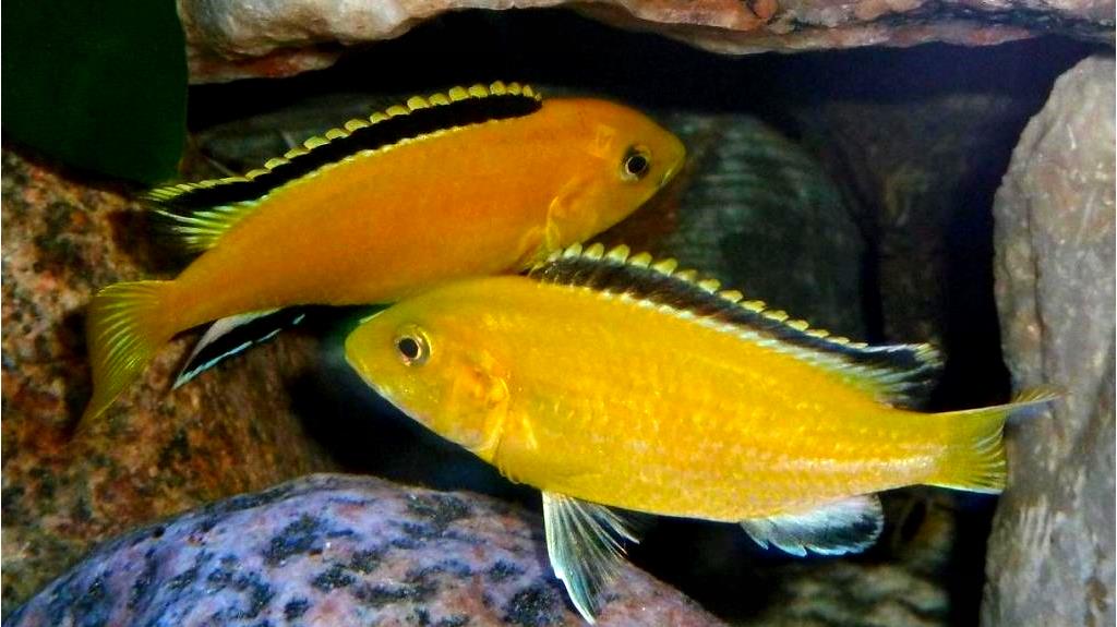 Рейтинг самых красивых рыбок с названиями и фото Рейтинг самых красивых рыбок с названиями и фото