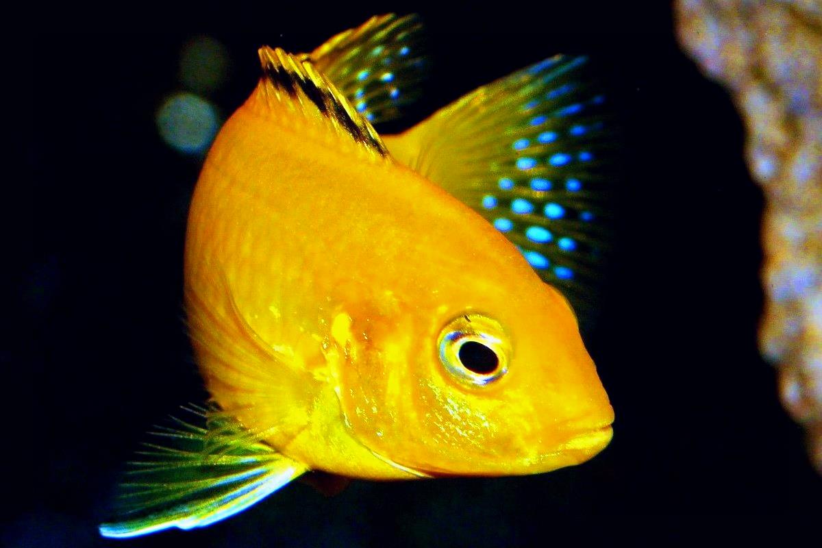 Рейтинг самых красивых рыбок с названиями и фото