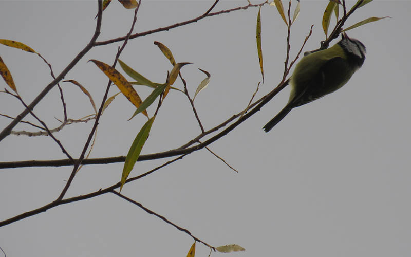 синегорлая синица – хороший союзник садовода.
