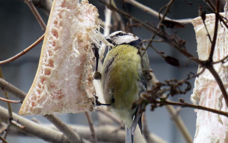 лазоревка ест сало