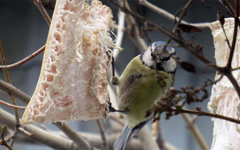 Синица лазоревка - птица в голубой шапочке