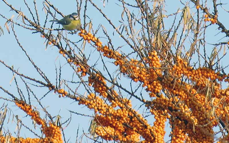 Синица лазоревка - птица в голубой шапочке
