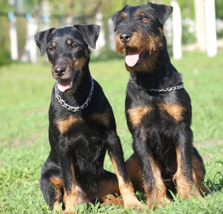 ягдтерьер гладкошерстный и жесткошерстный