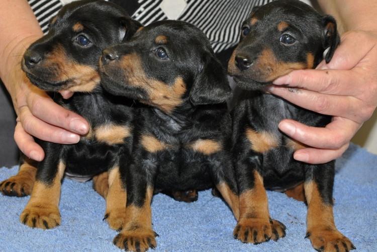 ягдтерьер щенки