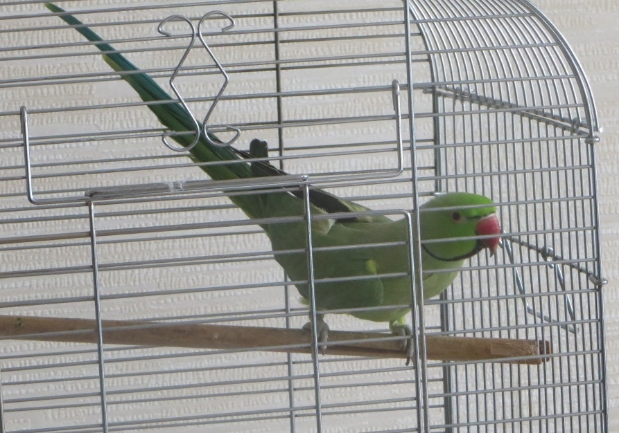 приручить ожерелового попугая к рукам